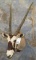 GEMSBOK SH MT TAXIDERMY
