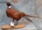 PHEASANT TAXIDERMY