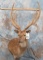 VERY BEAUTIFUL AXIS DEER SH MT IN VELVET  TAXIDERMY