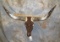 BROWN CRYSTAL LONGHORN SKULL TAXIDERMY