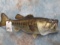 REPRODUCTION 1/2 LG MOUTH BASS TAXIDERMY
