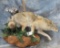 LIFESIZE COYOTE TAXIDERMY