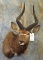 NYALA SH MT TAXIDERMY