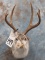 JACKALOPE SH MT  TAXIDERMY