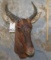 TSESSEBY SH MT TAXIDERMY
