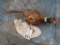 SNOW SCEEN RINGNECK PHEASANT