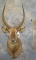 WATERBUCK SH MT TAXIDERMY
