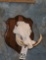WARTHOG SKULL ON PLAQUE