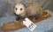 OPPOSUM ON A LOG TAXIDERMY