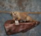 LIFESIZE BADGER WALL MOUNT TAXIDERMY