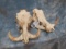 2 WARTHOG SKULLS W/ TUSKS (2X$) TAXIDERMY