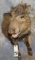 1/2 BODY JAVALINA TAXIDERMY