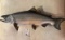 SALMON FISH MT  TAXIDERMY