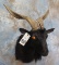 DEMON GOAT SH MT  TAXIDERMY