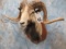 RAM SH MT TAXIDERMY