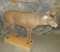 LIFESIZE WHITETAIL DOE TAXIDERMY