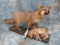 FULL BODY GREY FOX WITH RABBIT ON BASE