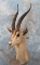 GRANTS GAZELLE SH MT  TAXIDERMY