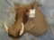 WARTHOG SH MT TAXIDERMY