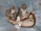 2 CANNOING GREY SQUIRLS (NEW)
