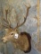 RED STAG SH MT ON PLAQUE TAXIDERMY