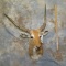 RED LECHWE SH MT (TX RES) TAXIDERMY
