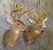 2 WHITETAIL SH MTS (2x$)  TAXIDERMY