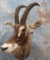 ROAN SH MT  TAXIDERMY