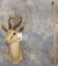 SPRINGBOK SH MT TAXIDERMY