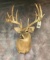 BIG NORTHERN WHITETAIL MT  TAXIDERMY