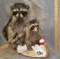 MOM & BABY RACCOONS FISHING IN A CANOE TAXIDERMY