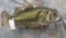 REPRODUCTION LG MOUTH MASS 10.5LB  TAXIDERMY