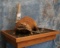 LIFESIZE BEAVER MOUNT (BUC-EE) TAXIDERMY