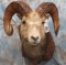 STONE SHEEP SH MT (BRITTLE HAIR) TAXIDERMY