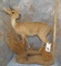 BUSH DUIKER TAXIDERMY