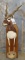 1/2 BODY BUSHBUCK ON PLAQUE TAXIDERMY