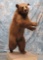 LIFESIZE CINNAMON BLACK BEAR TAXIDERMY