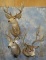 3 DEER SH MTS (3X$) TAXIDERMY