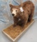 FULL BODY CINNAMON BLACK BEAR ON BASE