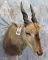 ELAND SH MT TAXIDERMY