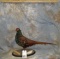 VERY RARE MRS HUMES PHEASANT FROM JOHN BROMMEL'S ESTATE TAXIDERMY