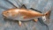 REPRO RED FISH 1/2 BODY MT