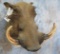WARTHOG SH MT TAXIDERMY