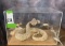 LIFESIZE RATTLESNAKE IN GLASS SHOWCASE  TAXIDERMY