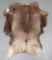 CARIBOU HIDE  TAXIDERMY