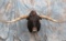 UA LONGHORN SHMT