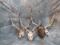 3 FALLOW ANTLER ON SKULL (3X$) TAXIDERMY