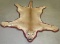 BEAUTIFUL MTN LION RUG TAXIDERMY