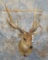 RUSSA DEER SH MT TAXIDERMY