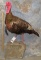 LIFESIZE TURKEY TXIDERMY